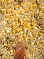 Pycnoclavella stanleyi