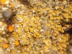 Pycnoclavella stanleyi