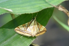 Agrioglypta naralis