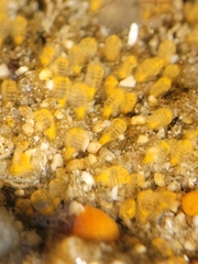 Pycnoclavella stanleyi