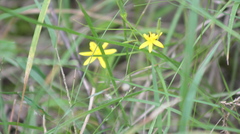Hypoxis pratensis