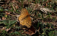 Argynnis hyperbius neumanni