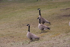Branta canadensis moffitti