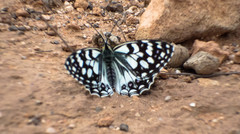 Melanargia ines