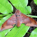 Cinnamon Gliding Hawkmoth - Photo (c) Subhajit Roy, some rights reserved (CC BY-NC-ND), uploaded by Subhajit Roy