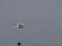 Larus argentatus image