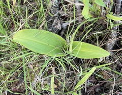 Platanthera elegans elegans
