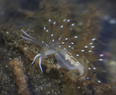 Cuthonella cocoachroma