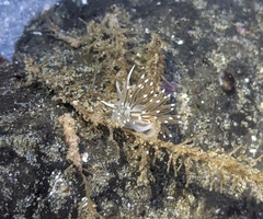 Cuthonella cocoachroma