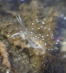 Cuthonella cocoachroma