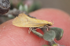 Telocharacta hemicroca