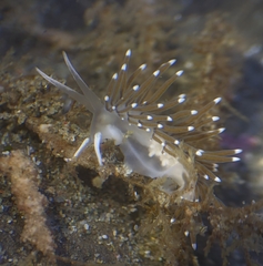 Cuthonella cocoachroma