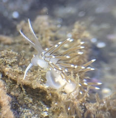 Cuthonella cocoachroma