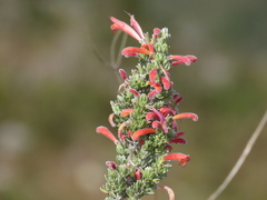 Clinopodium argenteum