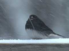 Junco hyemalis image