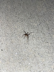 Protolophus singularis