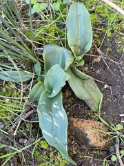 Platanthera elegans elegans