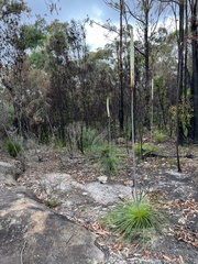 Xanthorrhoea media