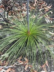 Xanthorrhoea media