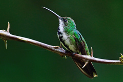 Green-Breasted Mango photo 5