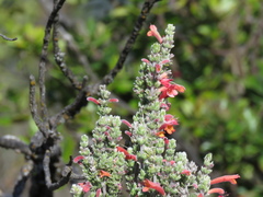 Clinopodium argenteum