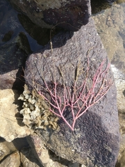 Pseudopterogorgia fredericki