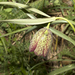 Fritillaria involucrata - Photo (c) 2014 Umberto Ferrando, algunos derechos reservados (CC BY-NC-SA)