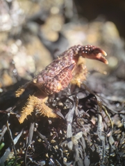 Paraxanthias taylori