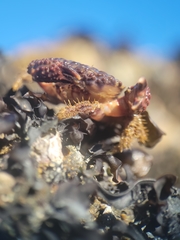 Paraxanthias taylori