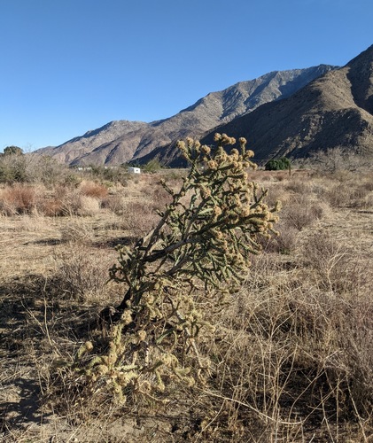 Brownspined pricklypear (Cylindropuntia bernardina)