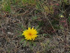 Hypochaeris sessiliflora