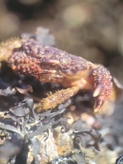 Paraxanthias taylori