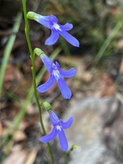 Lobelia dentata