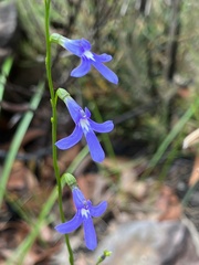 Lobelia dentata