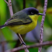 Common Tody-Flycatcher - Photo (c) Ad Konings, some rights reserved (CC BY-NC), uploaded by Ad Konings