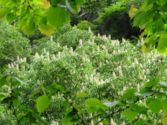 Aesculus turbinata