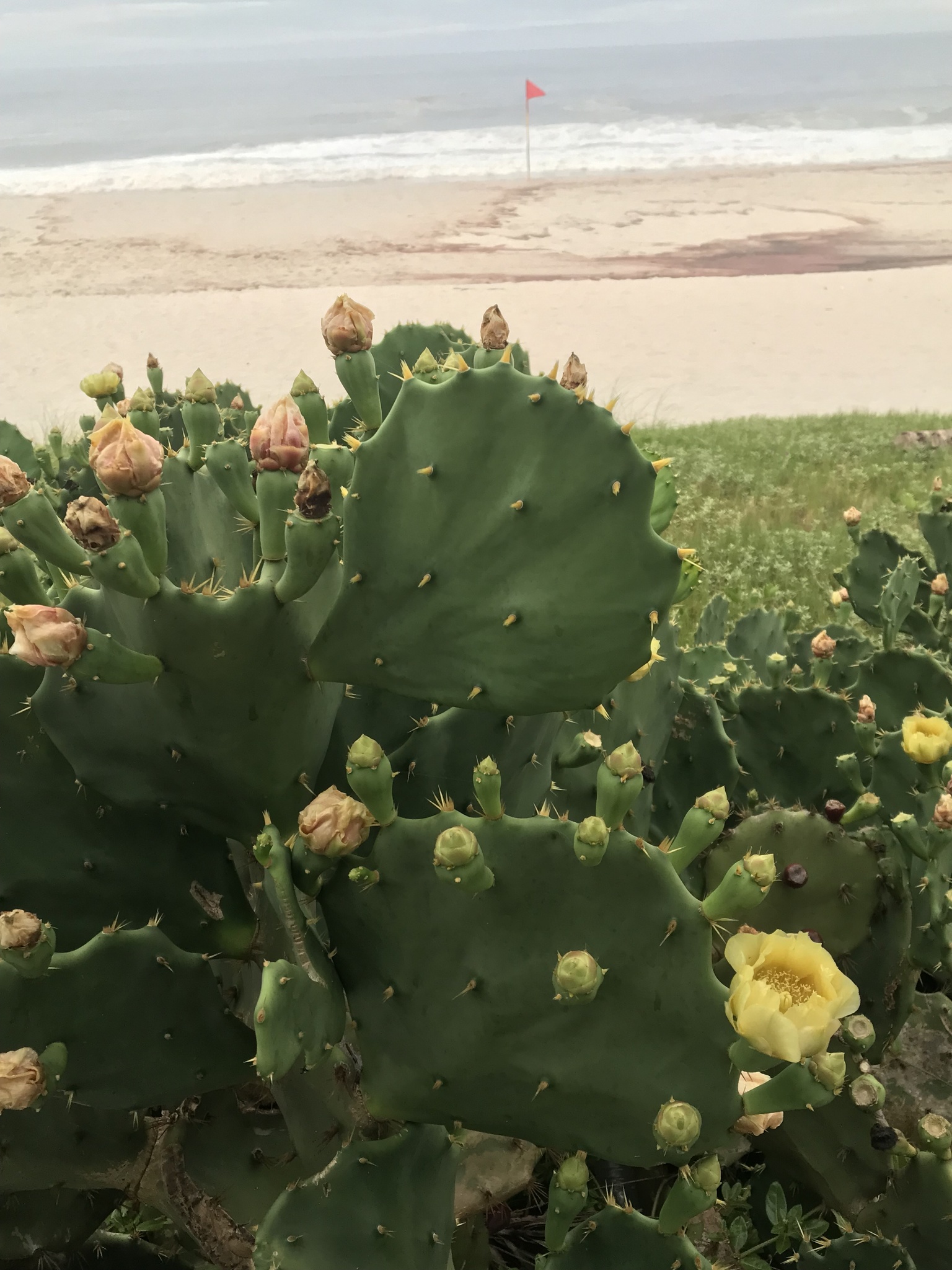 Opuntia dillenii