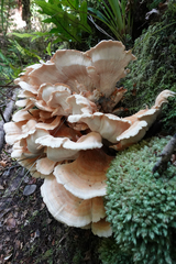 Bondarzewia kirkii