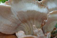 Bondarzewia kirkii