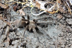 Selenocosmia crassipes