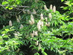 Aesculus turbinata