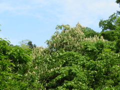 Aesculus turbinata