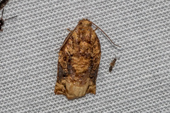 Archips micaceana