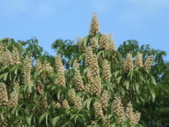 Aesculus turbinata