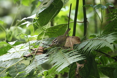 Basileuterus melanotis