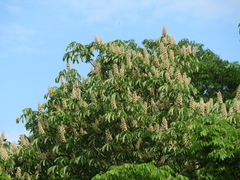 Aesculus turbinata