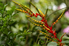 Alcantarea geniculata