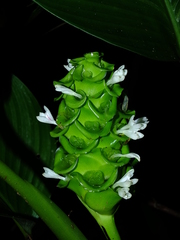 Goeppertia cylindrica