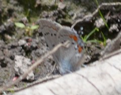 Satyrium californica