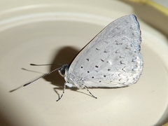 Eirmocides absimilis